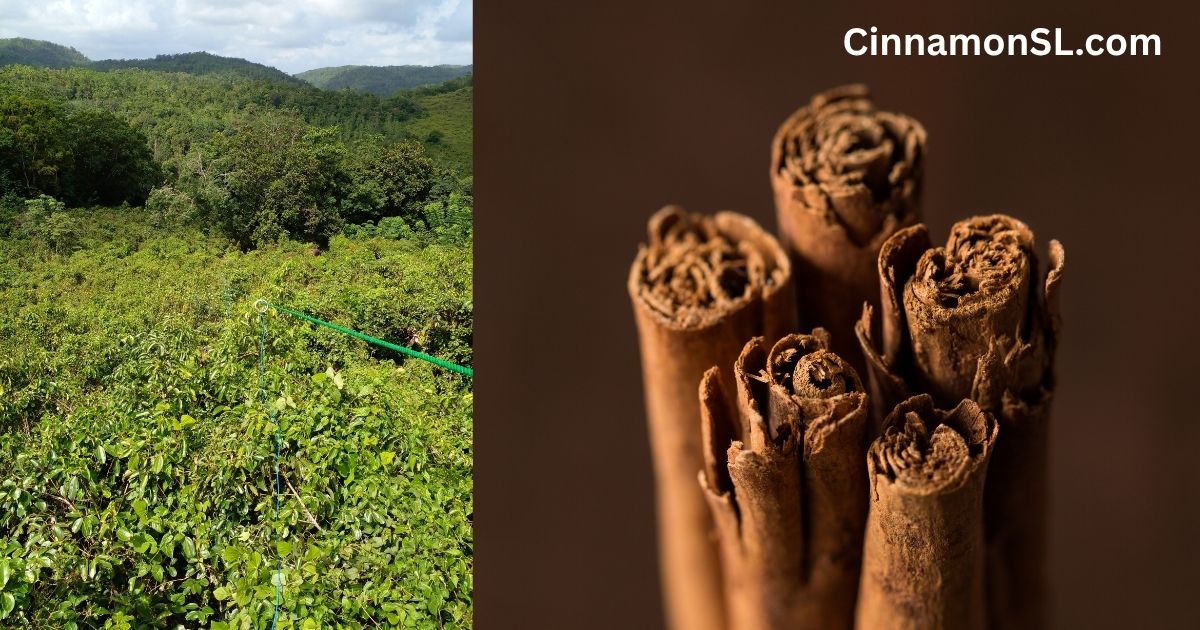 From Bark to Bottle How Ceylon Cinnamon Is Really Made